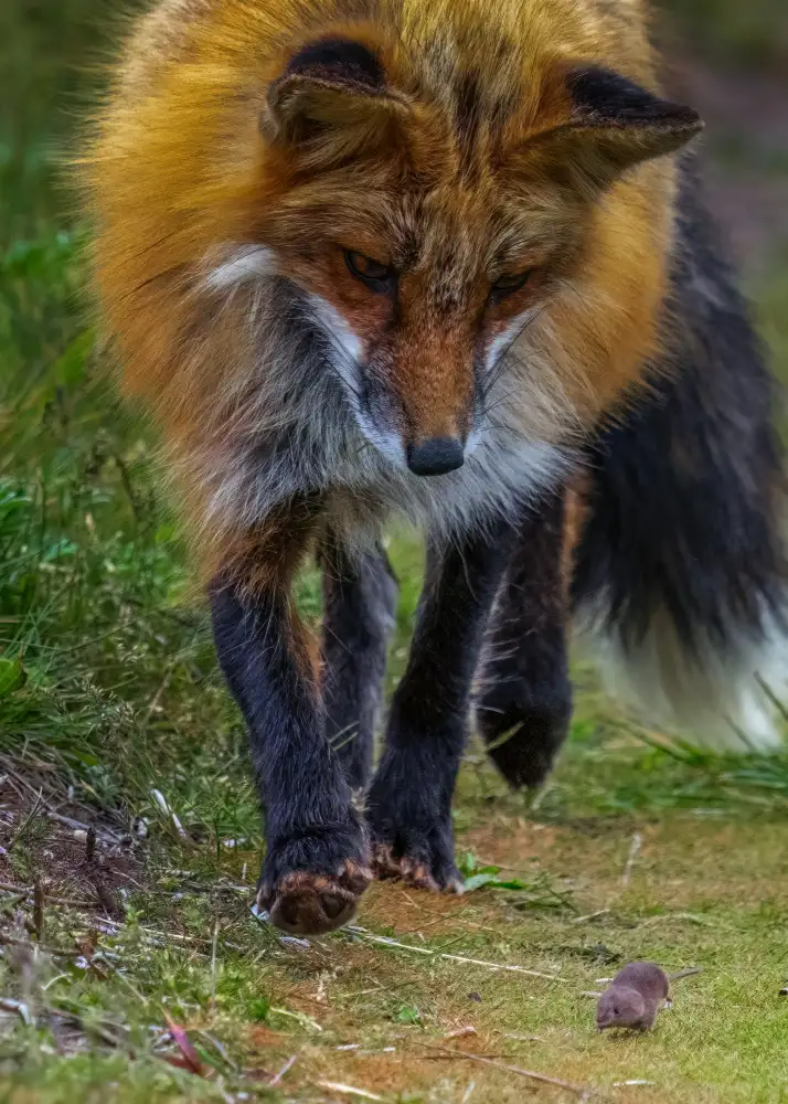 Xiao, Hanping: Fuchs spielt mit der Maus IV