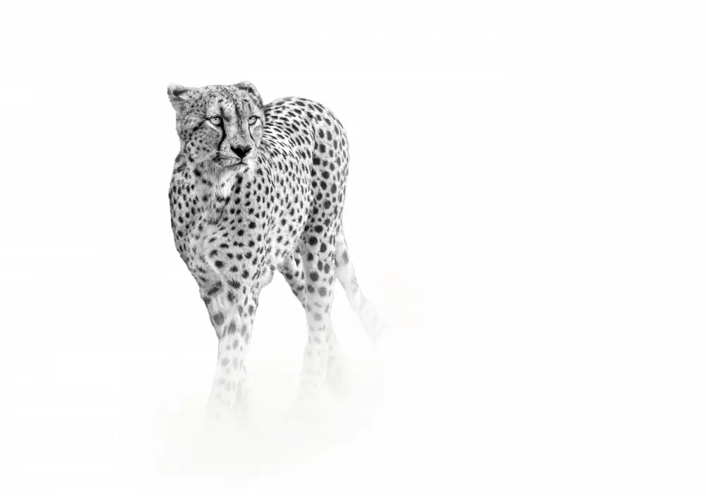Singh, Anita: On prowl