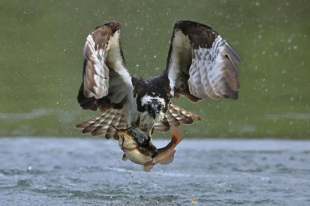 Lam, Gavin: Falco pescatore nella caccia