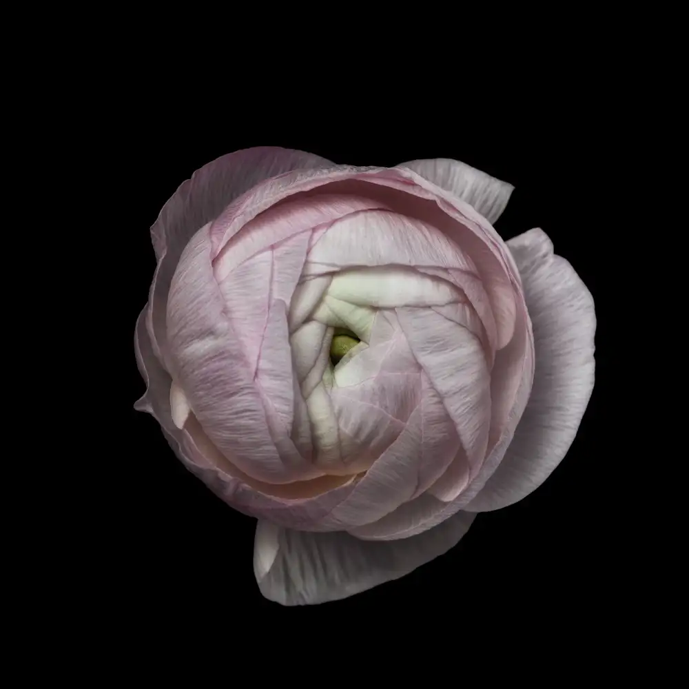 Grønkjær, Lotte: Portrait de fleurs