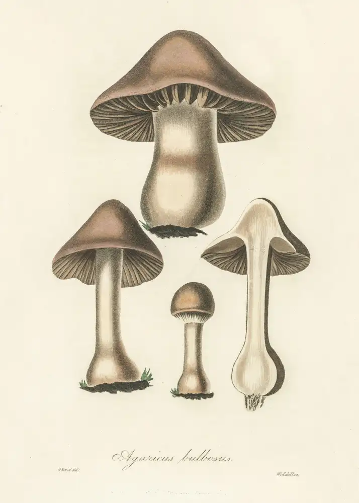 and, Stephenson John: Illustration d'Agaricus bulbeux. Botanique médicale 1836