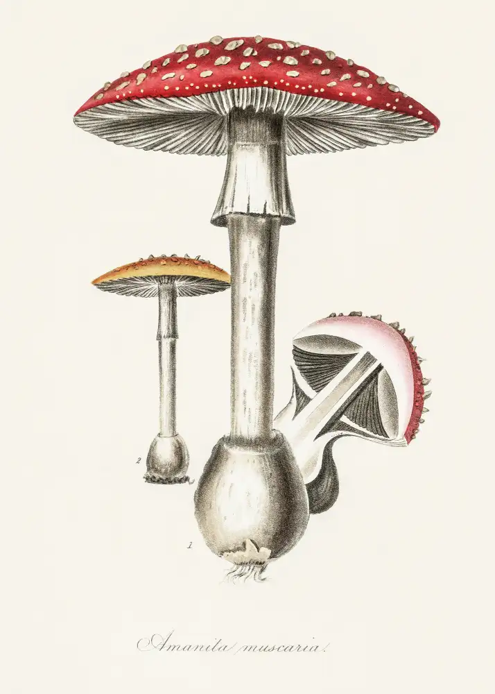 and, Stephenson John: Amanite muscaria Illustration. Botanique médicale 1836