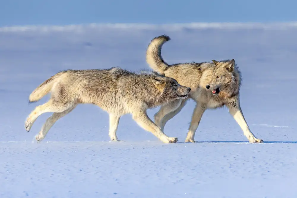 Wei, and Siyu: Alpha pair of a cloud wolf pack