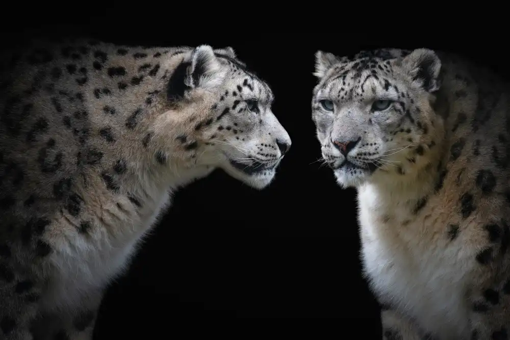 Guillemot, Mathilde: Como un espejo - Panthera Uncia
