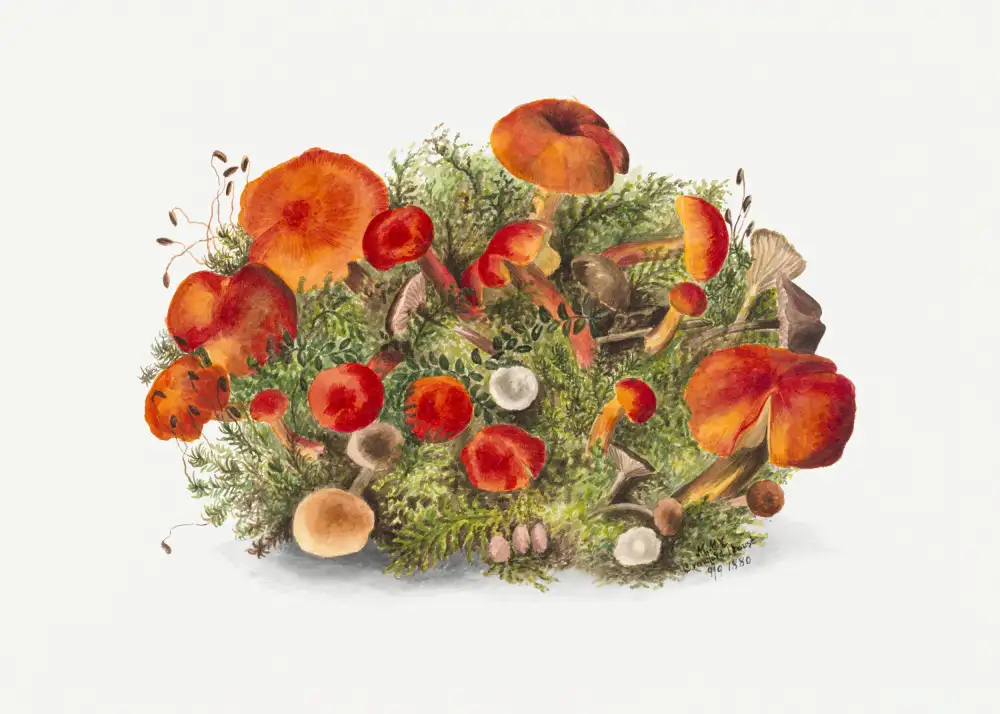 Walcott, Vaux Mary: Study of Mushrooms (1880) Horizontal