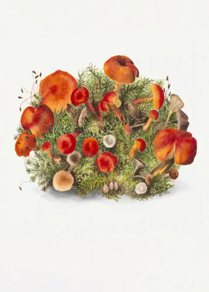 Walcott, Vaux Mary: Study of Mushrooms (1880) Portrait Mode