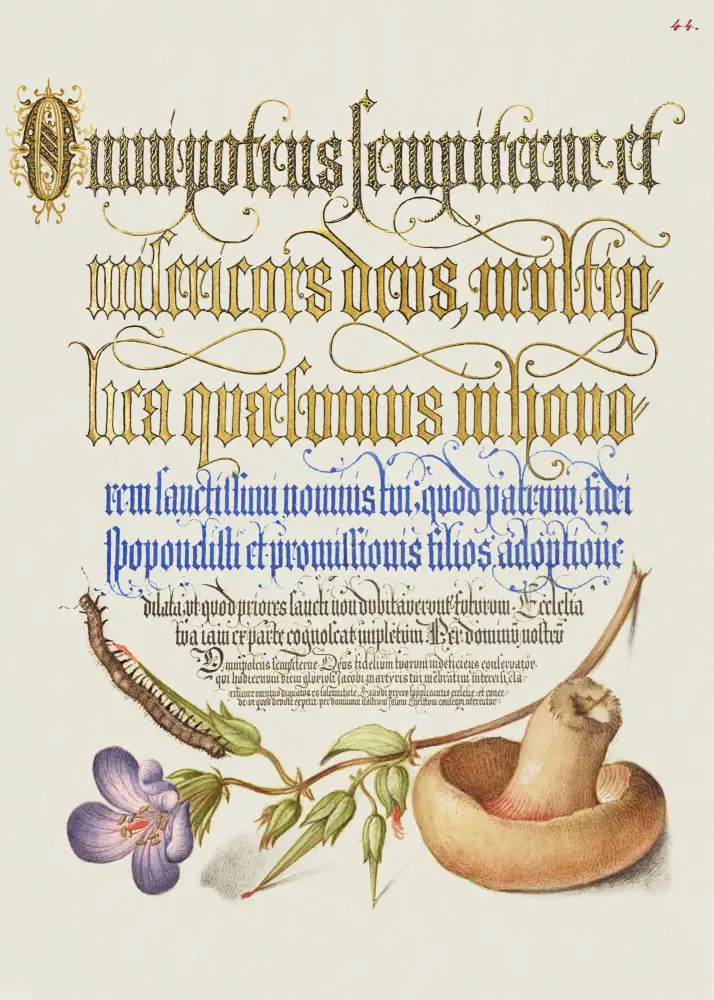 and, Bocskay Georg: Mushroom Poster