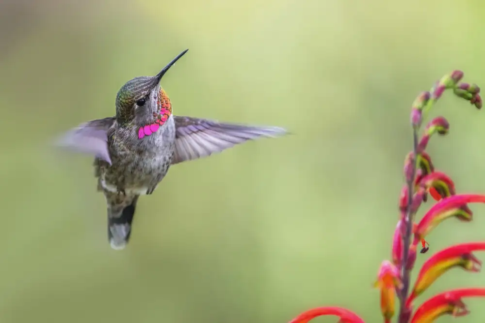 Liu, Wei: Hummingbird
