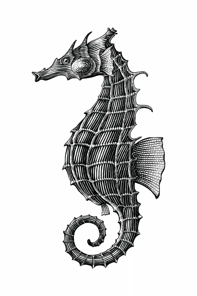 stanley, jay: Seahorse