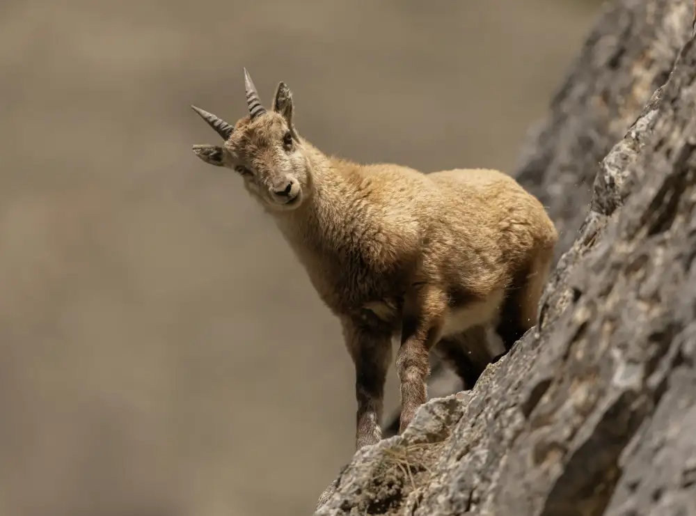 Barisone, Marco: Cucciolo Curioso
