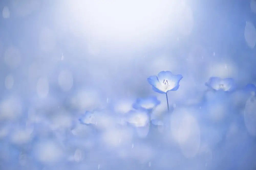 Suzuki, Takashi: Bagliore blu