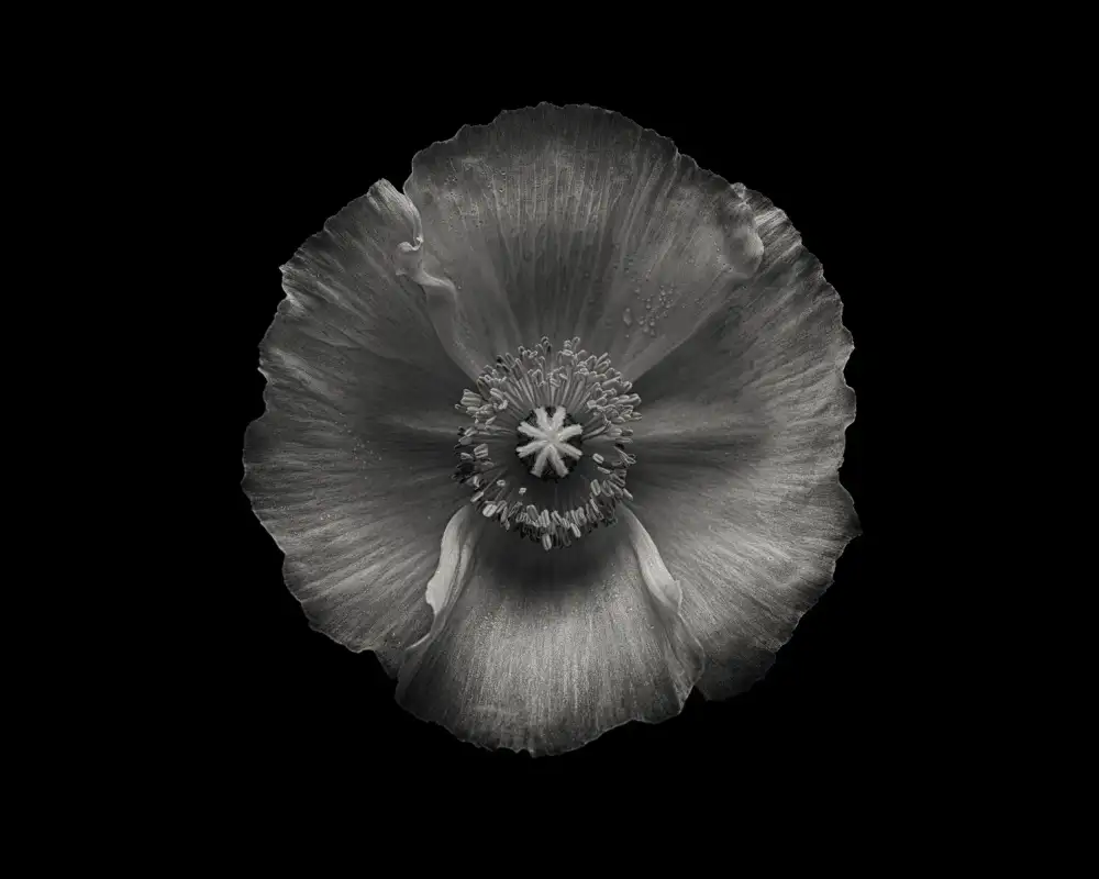Grønkjær, Lotte: Amapola