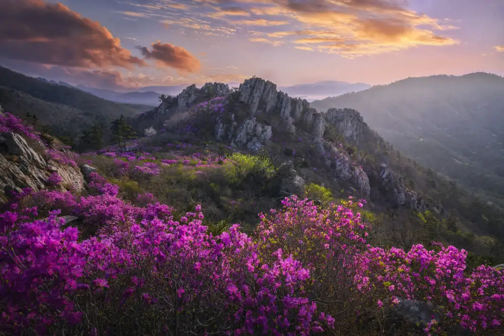 Seo, Tiger: When azaleas bloom