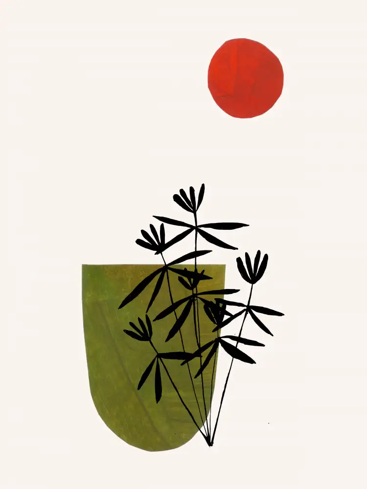 Haniff, Ejaaz: Olive Flowers