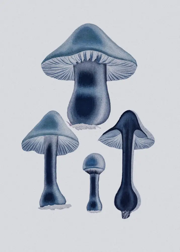 and, Stephenson John: Agaricus Bulbosus - Bleu
