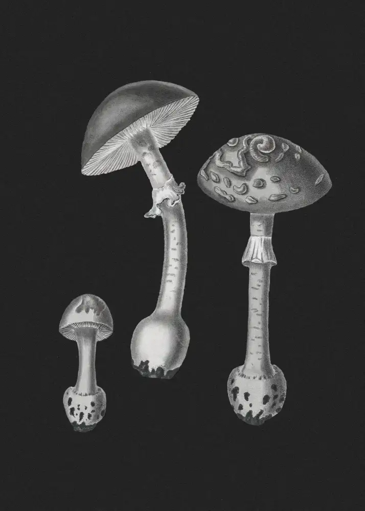 and, Stephenson John: Amanita muscaria fond noir BW