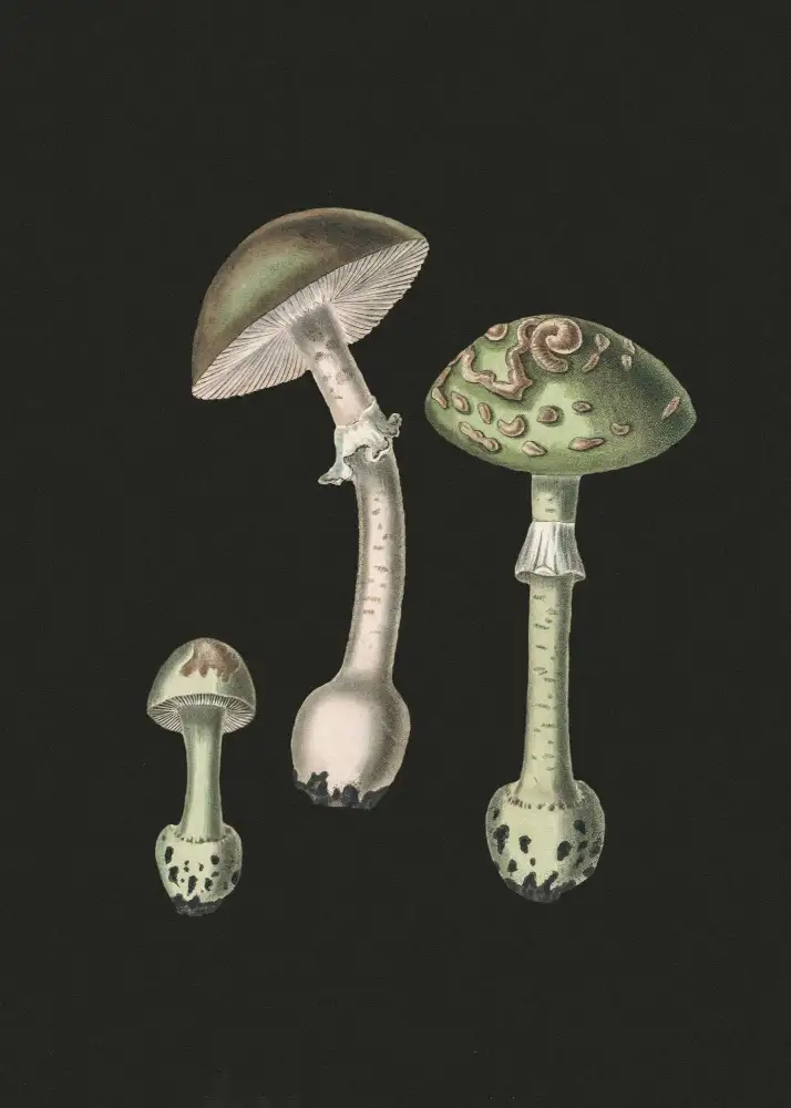 and, Stephenson John: Amanite muscaria fond sombre