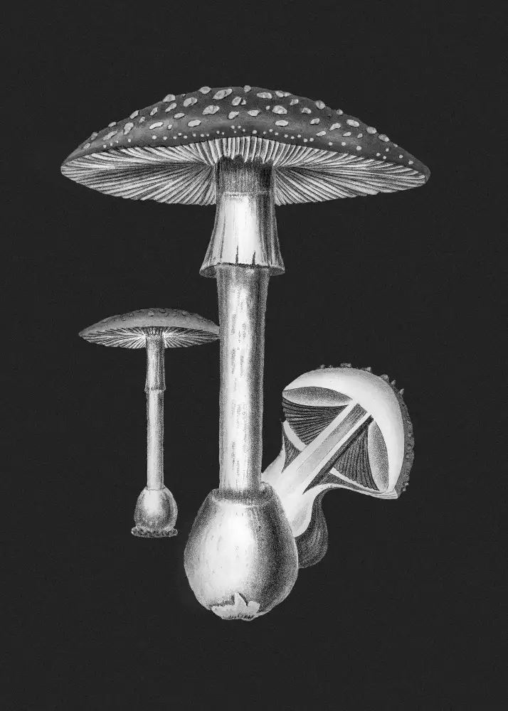 and, Stephenson John: Amanita muscaria fond sombre PC