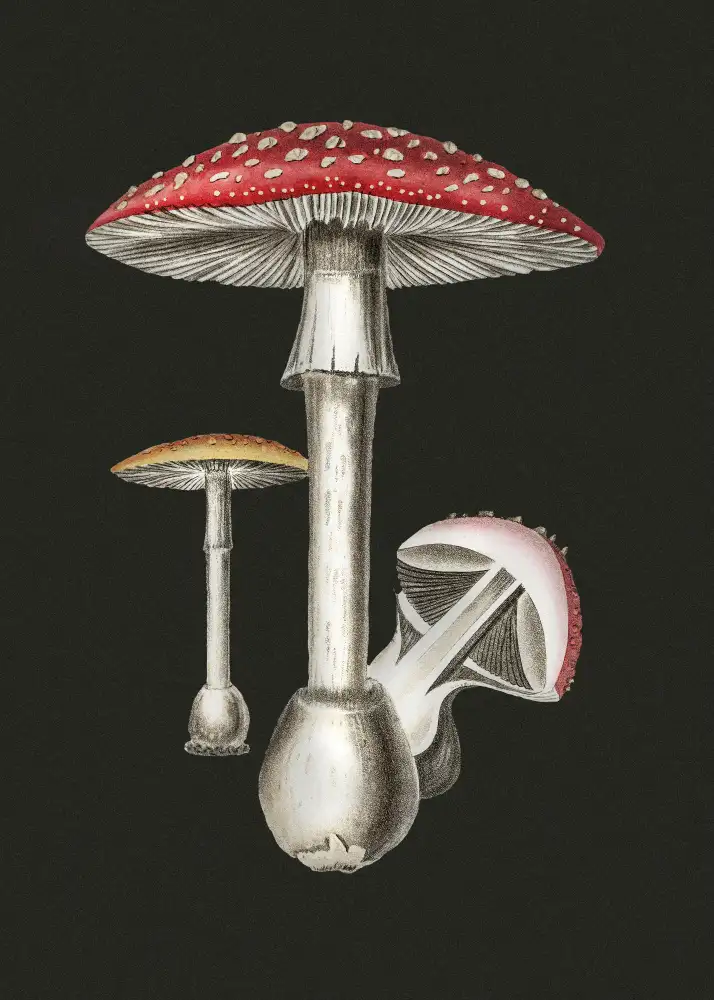 and, Stephenson John: Amanite muscaria fond sombre