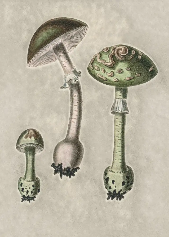 and, Stephenson John: Amanite Muscaria Remix Vert