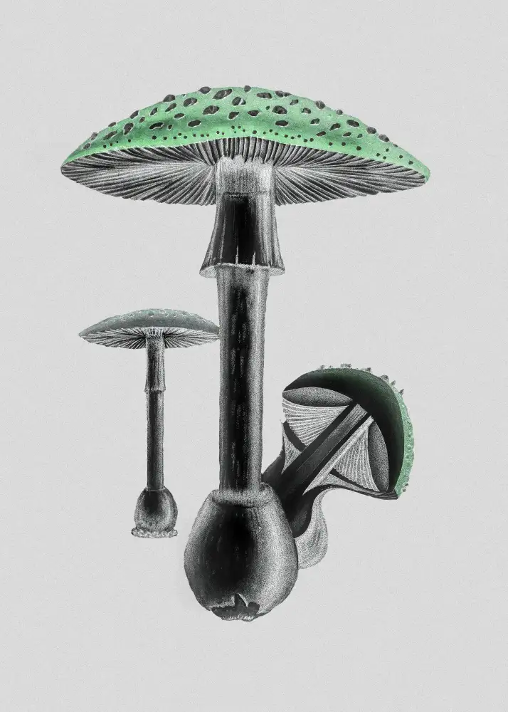 and, Stephenson John: Amanite Muscaria Fond Blanc Vert
