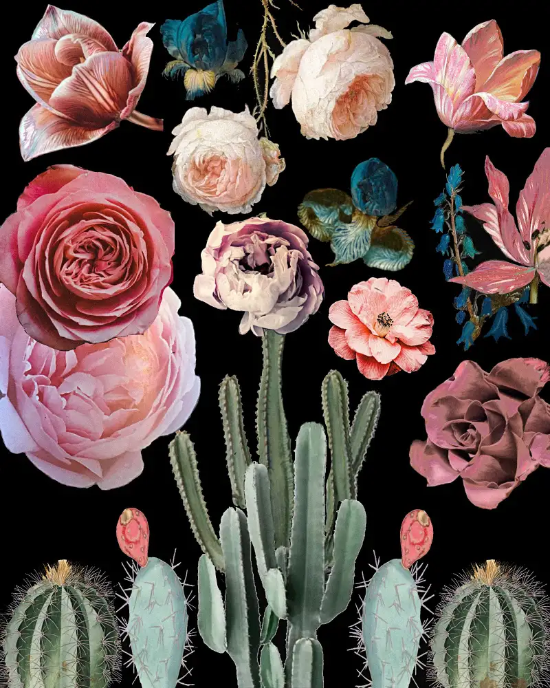 nicolo, giovanna: Cacti Floral Blooms Botanical