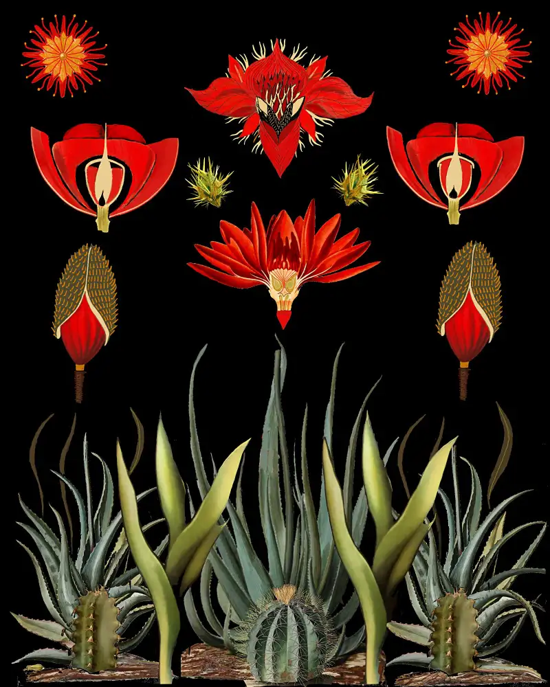nicolo, giovanna: Cactus and Succulent Invention