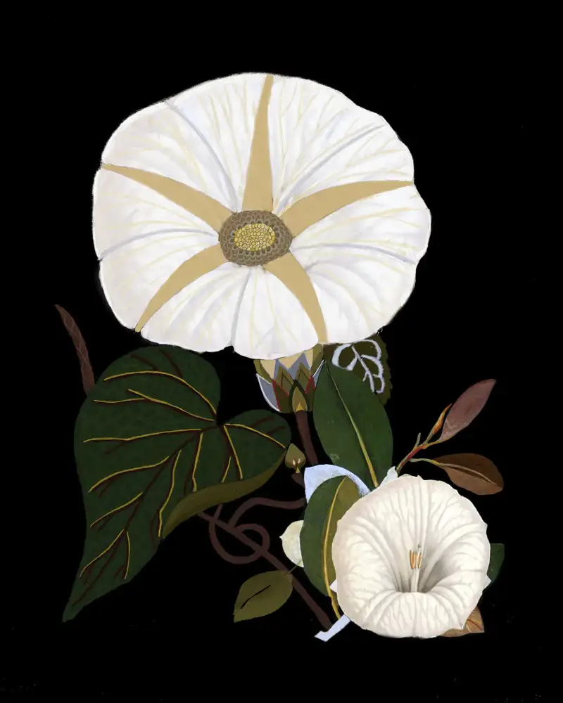 nicolo, giovanna: Moody Morning Glories