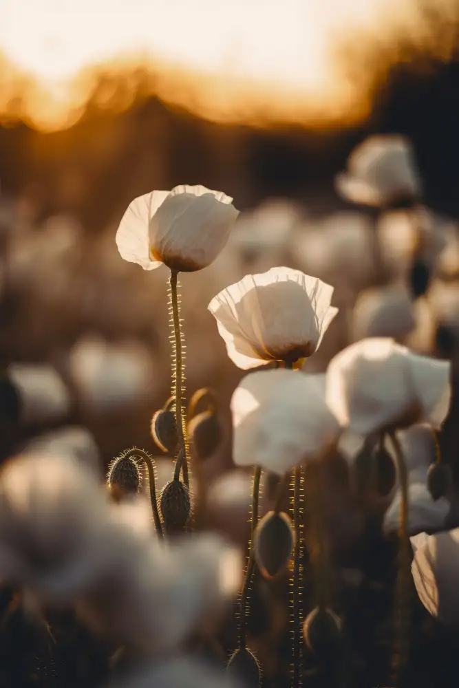 Treechild: Champ de coquelicots blancs n°2