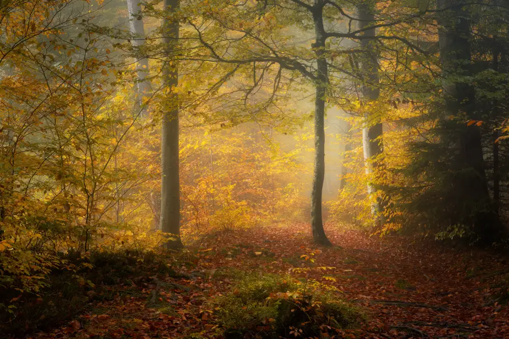 Maier, Norbert: Autumn Trees