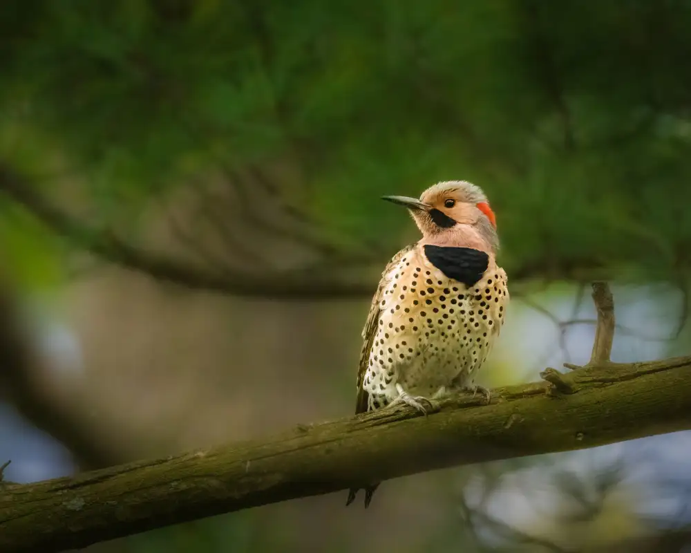 Cai, Xiao: Northern Flicker