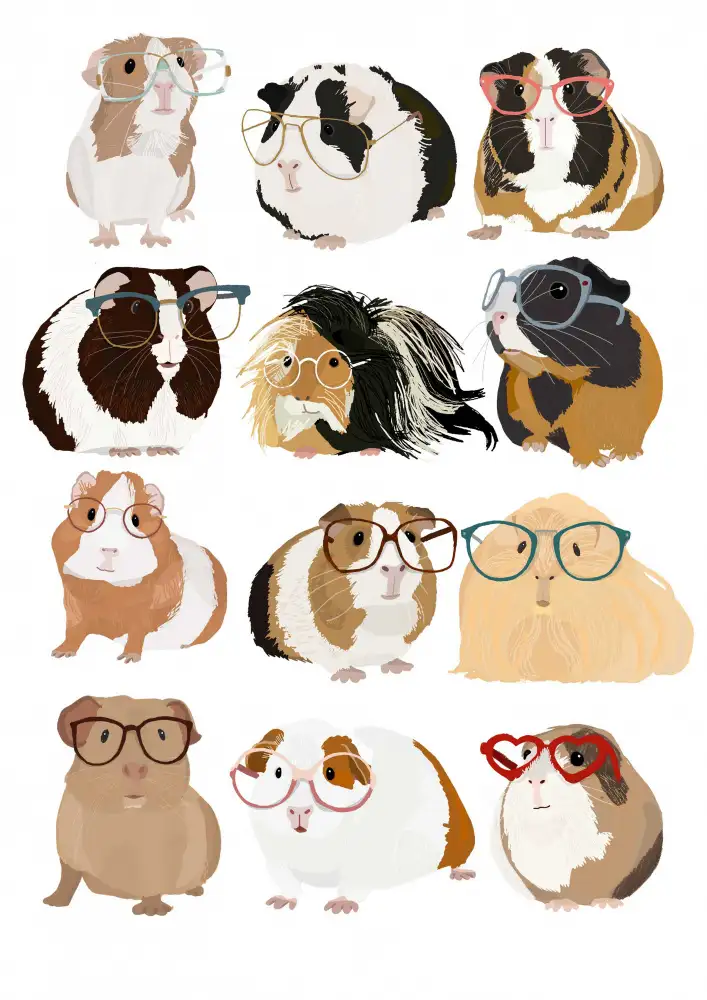 Melin, Hanna: Guinea Pig in Glasses