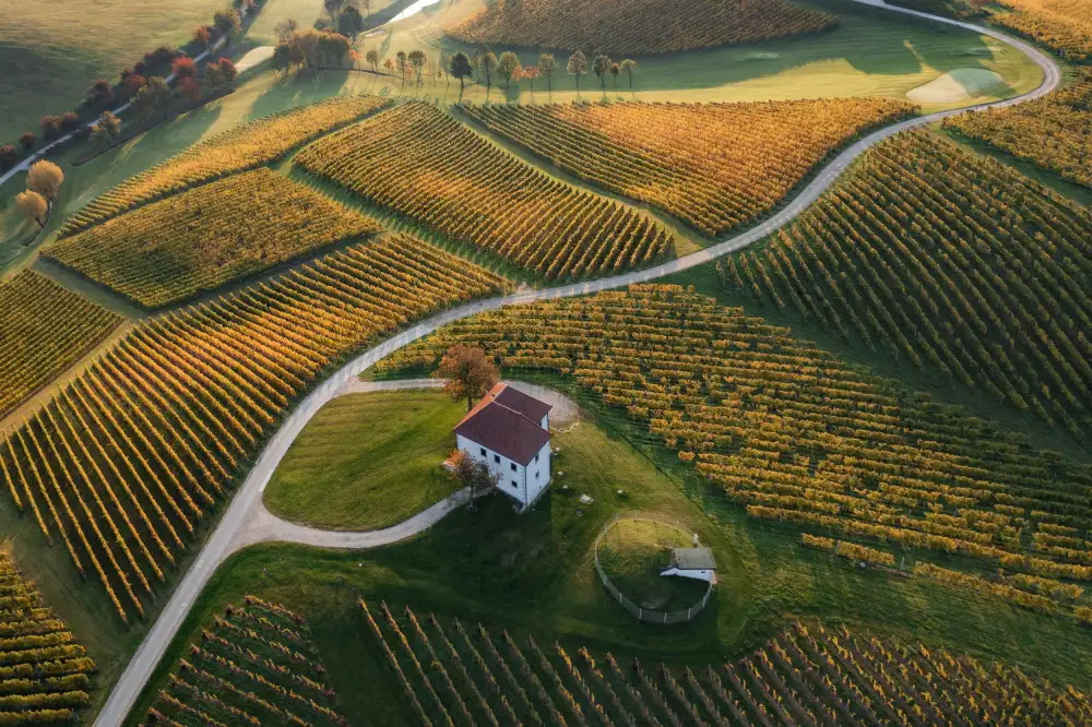 Kravanja, Jure: Colline dorée