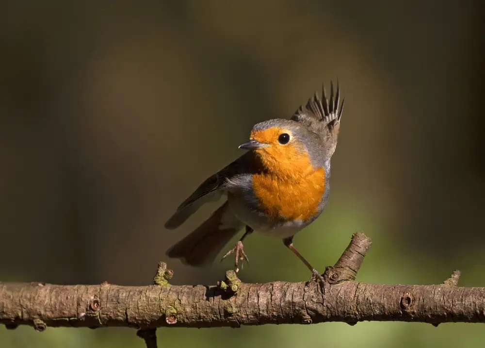 Waldmann, Shlomo: Robin in una svolta