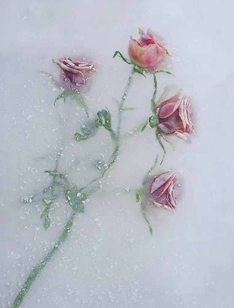 Uranga, Pedro: Roses among the ice.