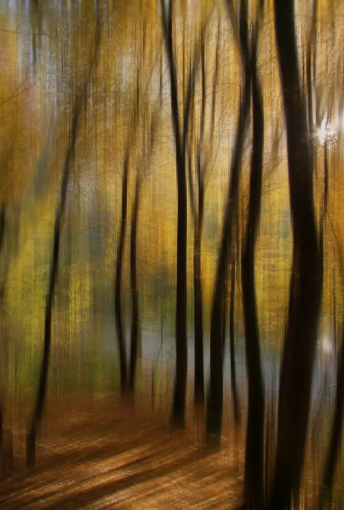 Kiyashko, Alexander: Autumn park