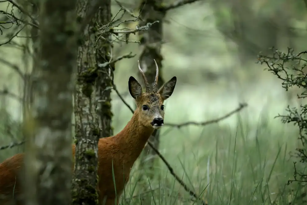 Sørensen, Jørgen: Roe deer