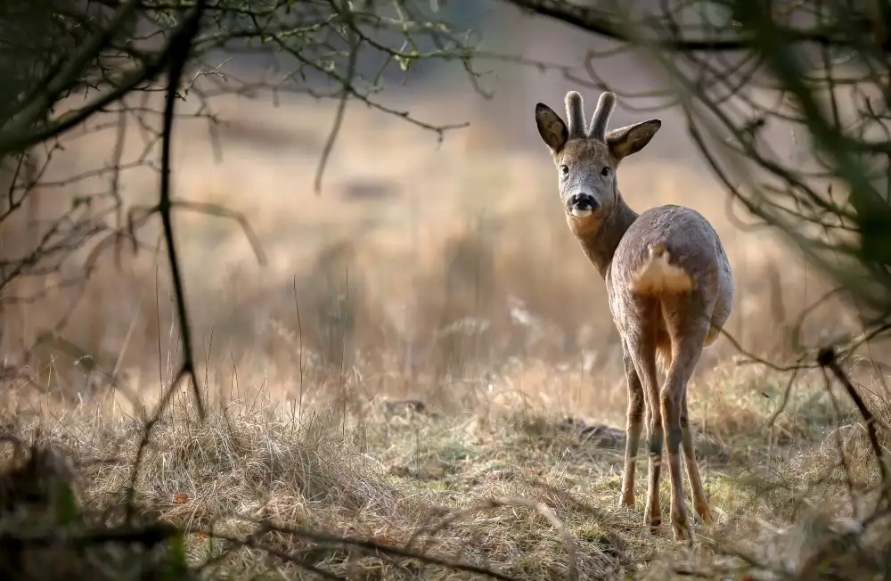 Sørensen, Jørgen: Roe deer