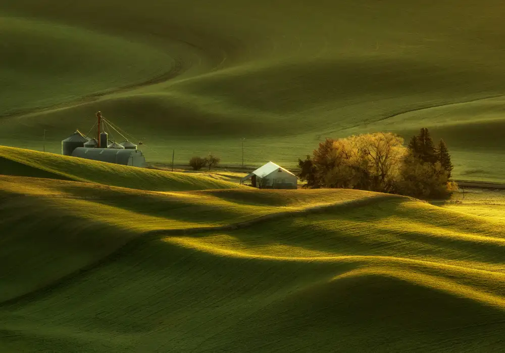 Z, Leechee: Frühlingsweizenfelder in Palouse