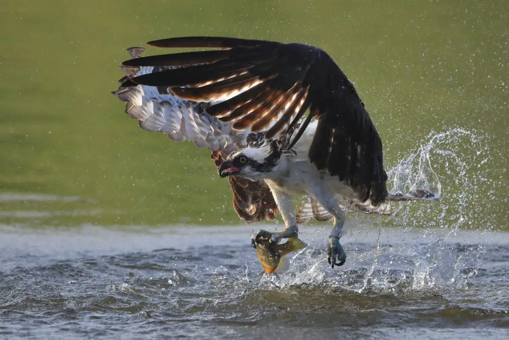 Lam, Gavin: Falco pescatore nella caccia