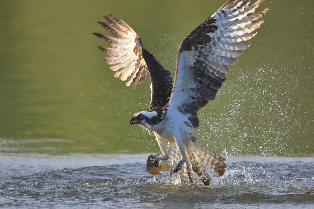 Lam, Gavin: Falco pescatore nella caccia