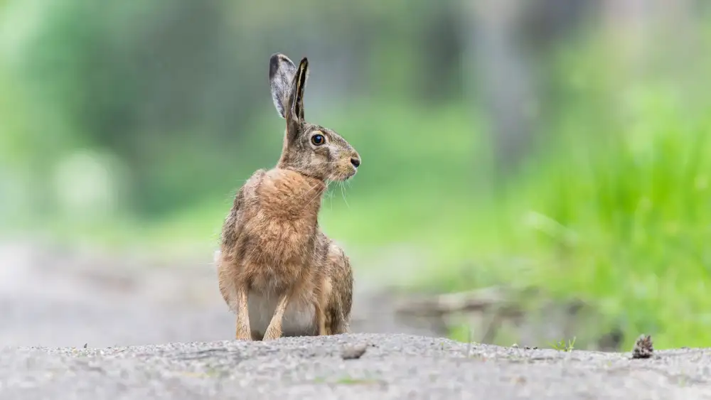 Stopczynski, Damian: Hare