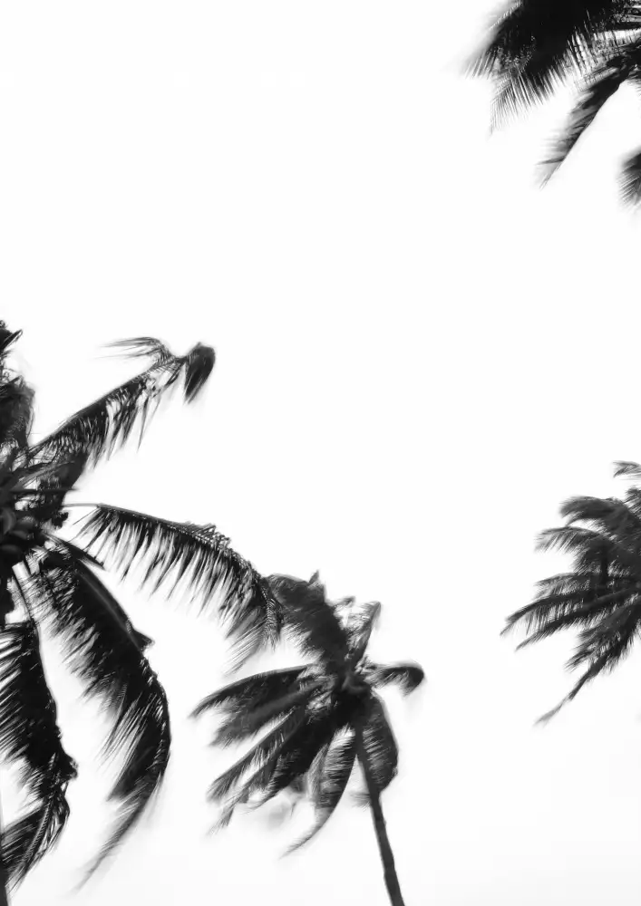 Clint, by Shot: Coco Island No4