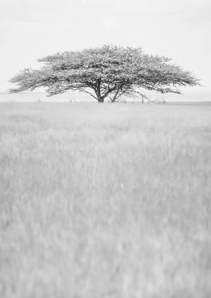 Clint, by Shot: Corona piatta