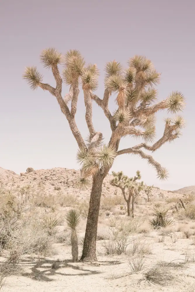 Clint, by Shot: Joshua Tree