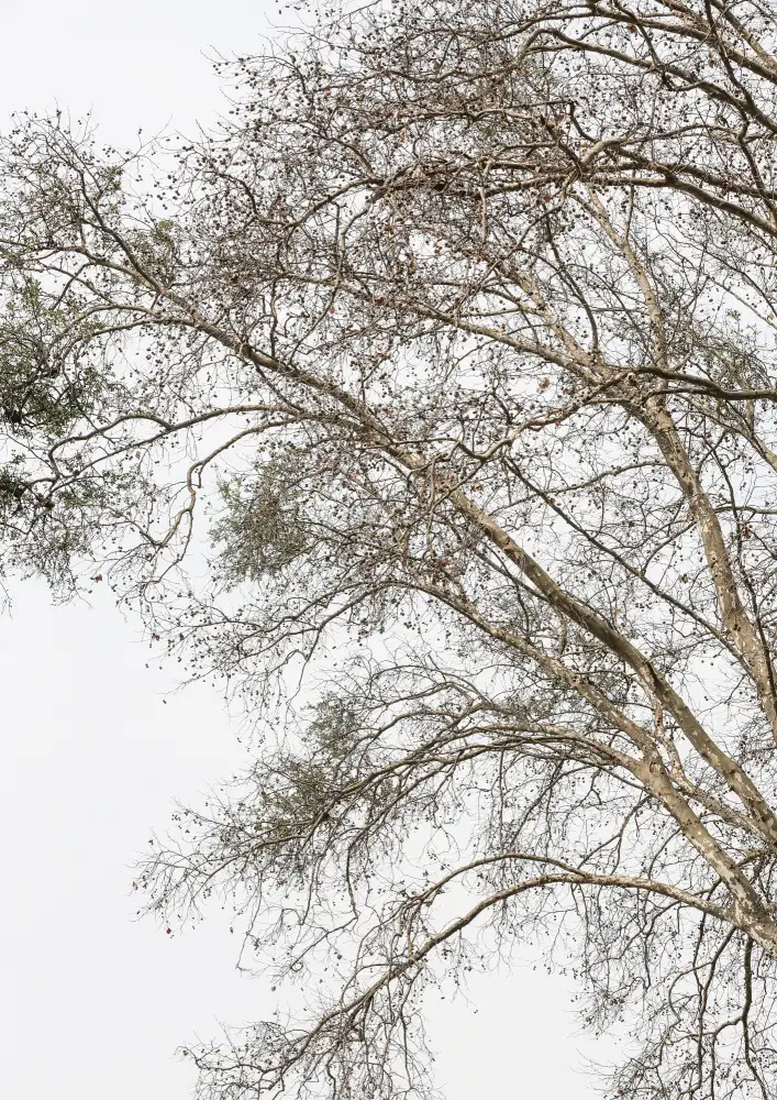 Clint, by Shot: Plain Tree
