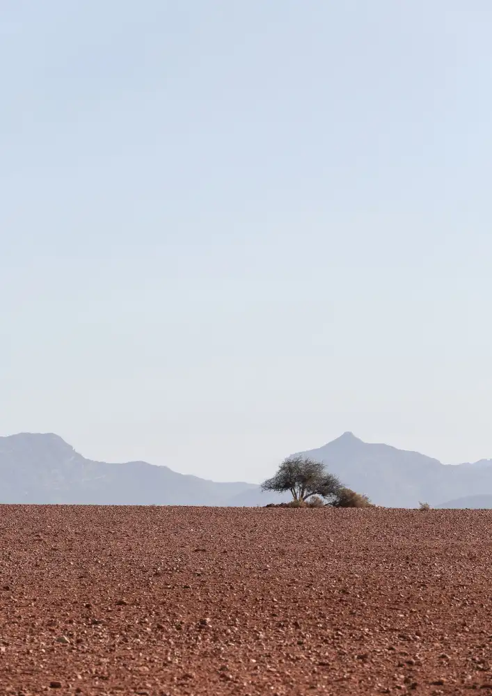 Clint, by Shot: Swart Land No2