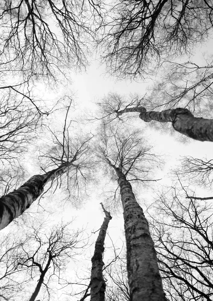 Clint, by Shot: Studio sugli alberi 07
