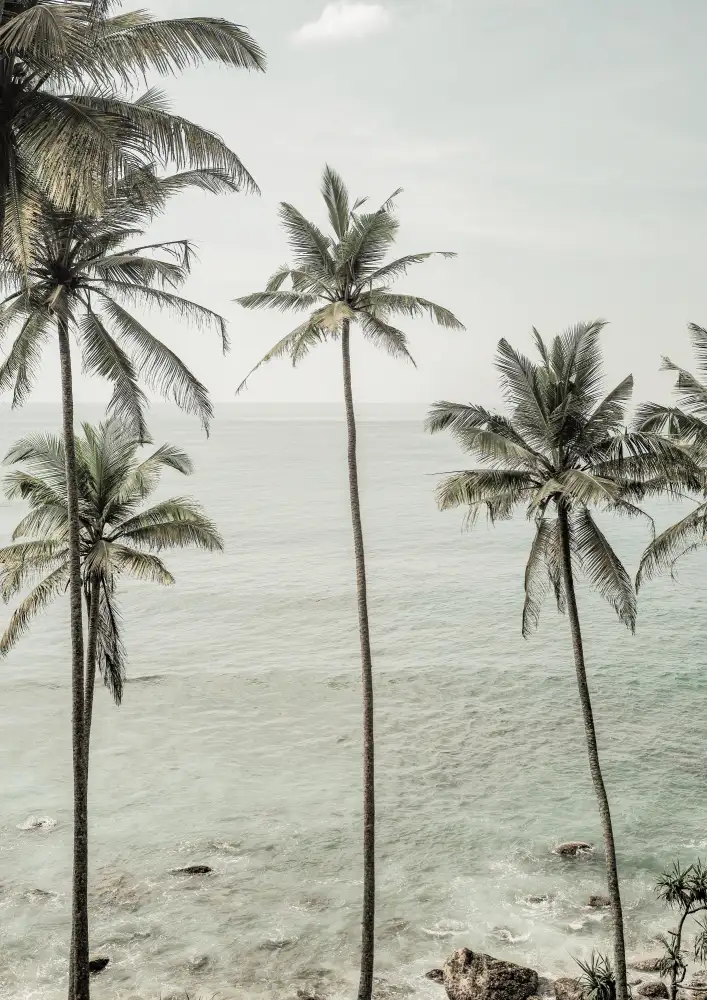 Clint, by Shot: Tropical Dreams