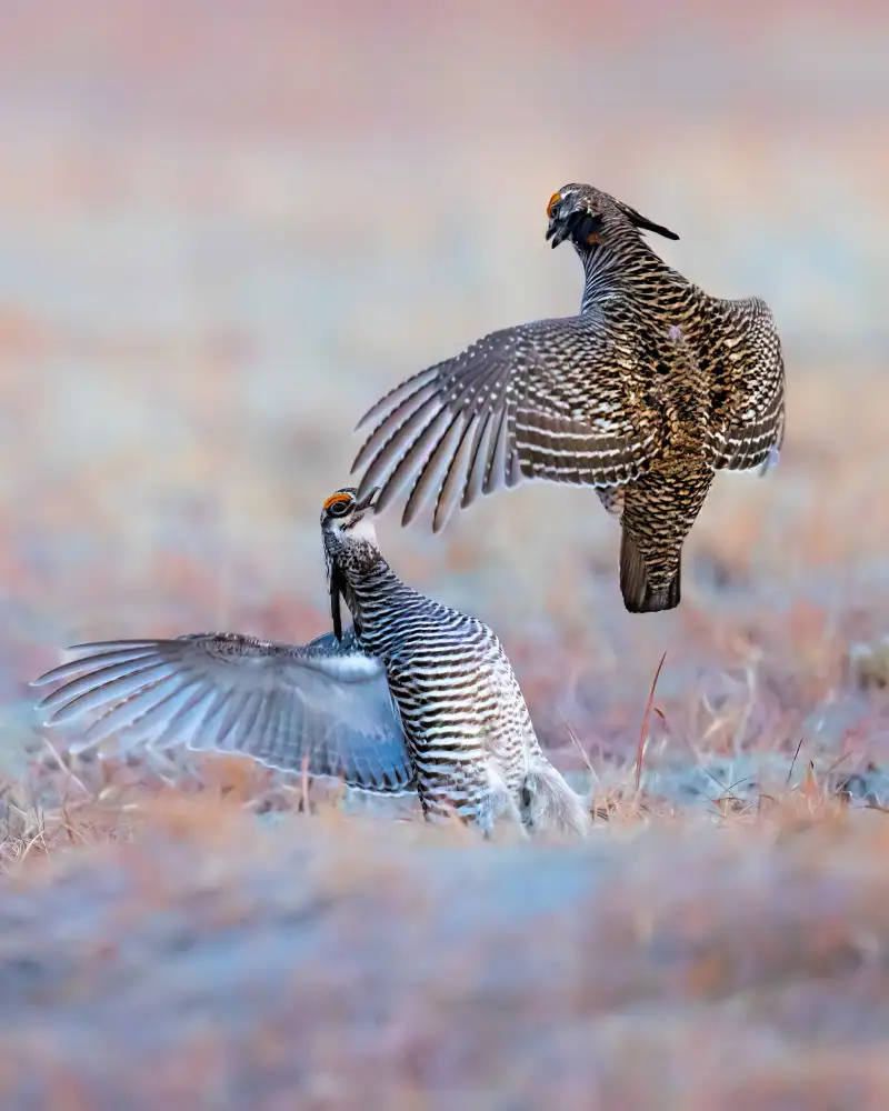 Zuo, Jun: Poulet des Grandes Prairies - Discussion matinale